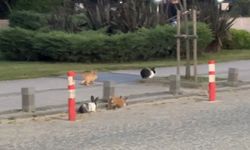 Atakum Sahilinde Görülen Tavşanlar İlgi Odağı Oldu
