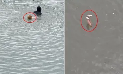 Artvin'de Barajdaki İhbarın Gerçeği Şaşırttı