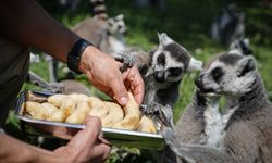 Hayvanat Bahçesinde Sıcaklara Karşı Özel Önlem