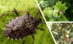 Kokarca Mücadelesinde Bilgi Kirliliği Üreticiyi Zorluyor