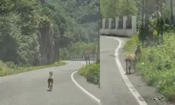 Trabzon'da Nadir Görülen Dağ Keçisi Karayoluna İndi