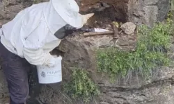 Çoban Kayalık Oyuğundaki Doğal Balı Topladı