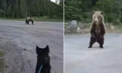 Boz Ayıyla Karşılaşan Kadın Kahve Fincanıyla Kurtuldu