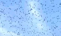 Elazığ'da Gökyüzünü Kaplayan Böcek Sürüsü Görüntülendi
