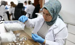 Samuray Arıları Karadeniz'de Doğaya Salınacak