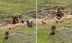 Yüksekova'da Köpeklerin Saldırdığı Çocuğu Arkadaşı Kurtardı