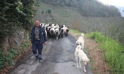 Giresun Eynesil'de Yayla Göçü Başladı