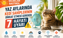 Sıcaklar Bastırdı: Yaz Aylarında Kedi Sahiplerinin Dikkat Etmesi Gereken 7 Hayati Uyarı