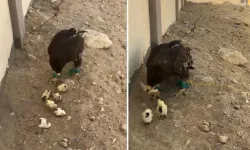 Sosyal Medyadaki Kartal Görüntüleri Tepki Çekti