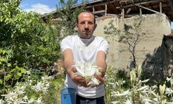 Litresi 5 Bin Euro! Tokat'ta Akzambak Üretimi Kazandırıyor