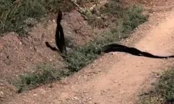 Malatya'da Yılanların Dansı Kameraya Yansıdı