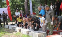 Ordu'da Kokarcaya Karşı 1600 Sülün Doğaya Salındı