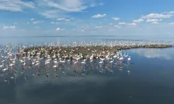 Tuz Gölü'nde Bu Yıl Rekor Flamingo Yavrusu