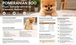 Pomeranian Boo Rehberi: Özellikleri, Pomeranian Boo Fiyat ve PomeranianSahiplendirme