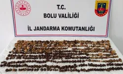 Bolu'da Yabani Salep Toplayan 3 Kişiye Rekor Ceza