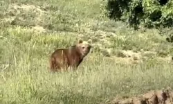 Köyde Peş Peşe Görüldü! Ayı Vatandaşları Tedirgin Etti