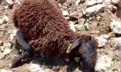 Hakkari'de Kurt Saldırısı! 50 Küçükbaş Hayvan Telef Oldu
