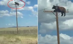 Direğe Tırmanan Ayının Bekleyişi Acı Bitti