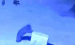 Çamlıhemşin’de Ayı Ailesi Kamerada