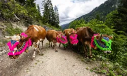 Trabzon'da Yayla Göçü Horonla Başladı