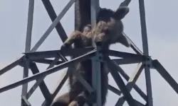 Çaykara’da Direğe Tırmanan Ayı Akıma Kapıldı