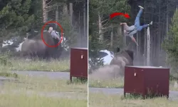 Yellowstone'da Bizon Turisti Havaya Fırlattı