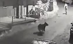Yavru Ayı Evin Kapısına Kadar Geldi