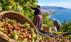 Giresun’da Fındık Hasadı Başladı: Rekolte Endişesi