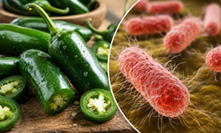 ABD’de Jalapeno Kaynaklı Salmonella Salgını