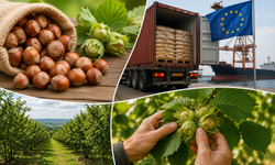 Düzce’den 7 Ayda 6 Bin 667 Ton Fındık İhracatı