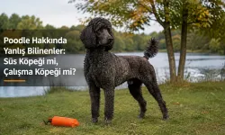 Poodle Hakkında Yanlış Bilinenler: Süs Köpeği mi, Çalışma Köpeği mi?