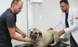 Giresun’da Köpeğe Çarpan Sürücü Yakalandı