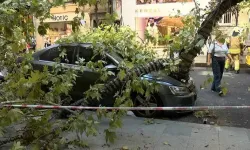 Nişantaşı’nda Çınar Ağacı Araçların Üzerine Devrildi