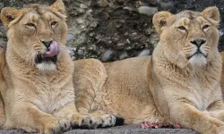 Japonya'daki Aşırı Sıcaklarda 3 Aslan Telef Oldu