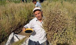 Develi’de Çörek Otu Hasadı Başladı