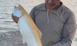 Keban Barajı’nda Nadir Albino Alabalık Yakalandı