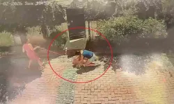 Samsun’da Pitbull Küçük Kıza ve Köpeğine Saldırdı