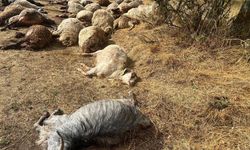 Bitlis'te Yıldırım Sürüye İsabet Etti: 36 Hayvan Telef Oldu