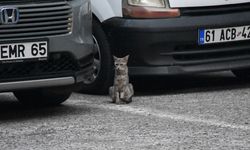 Trabzon'da Otomobilde Sıkışan Yavru Kediler Kurtarıldı