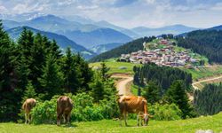 Giresun Kentin Gündemini Yakından Takip Edin