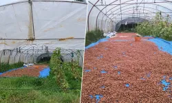 Ordu’da Fındık Kurutmak İçin Serayı Kullandı
