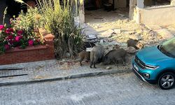 Kuşadası’nda Domuz Sürüsü Sokağa İndi