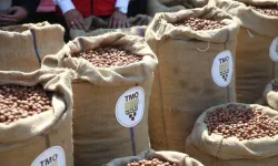 Fındık Üreticisi Randıman Farkına Tepki Gösterdi
