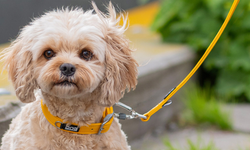Köpeklerde Karaciğer Hastalıklarında Beslenme Ayrı Bir Plan Gerektiriyor