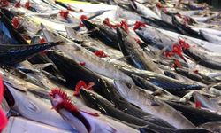 Trabzon’da Palamut Sezonu Bereketli Başladı