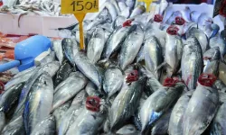 Trabzon'da Tezgahlar Palamutla Doldu