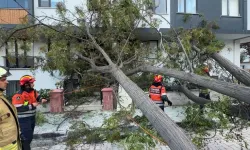 Avcılar’da Devrilen Ağaçtan Son Anda Kurtuldu