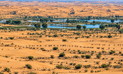 Dubai Çölünde Patagonya Maraları Çoğalıyor