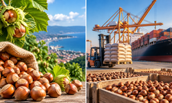 Trabzon Fındıktan 613 Milyon Dolar Kazandı