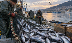 Trabzon’da Palamut Bolluğu Tezgahlara Yansıdı